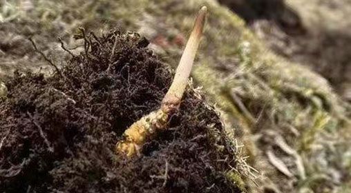 <a href=http://m.dongtai1982.com/xinxian/ target=_blank class=infotextkey>鮮冬蟲夏草</a>的多樣食用方法