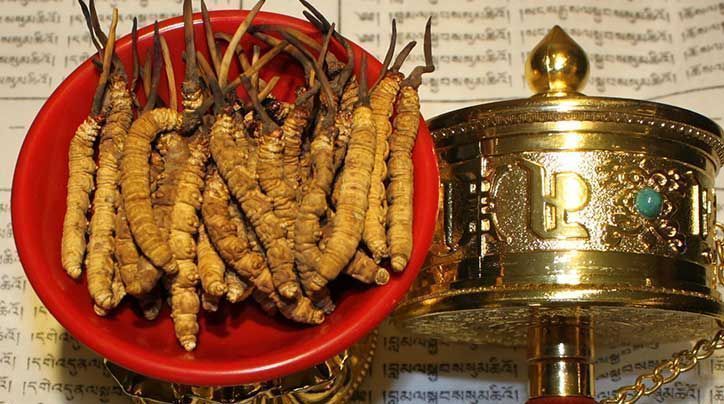 <a href=http://m.dongtai1982.com/ target=_blank class=infotextkey>那曲<a href=http://m.dongtai1982.com/ target=_blank class=infotextkey>冬蟲夏草</a></a>的有哪些藥用價值