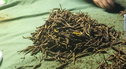 <a href=http://m.dongtai1982.com/xinxian/ target=_blank class=infotextkey>鮮冬蟲夏草</a>的正確食用方法指南