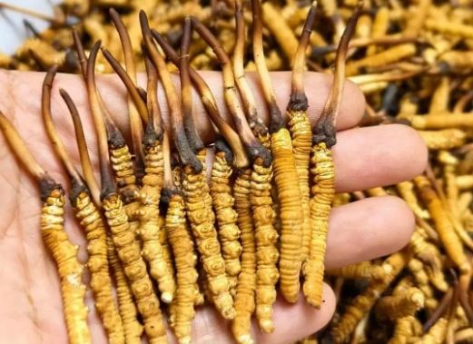 <a href=http://m.dongtai1982.com/sdph/zcw/ target=_blank class=infotextkey>珍草王冬蟲夏草</a>是真的嗎?