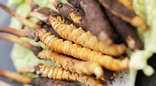 <a href=http://m.dongtai1982.com/xinxian/ target=_blank class=infotextkey>鮮冬蟲夏草</a>功效與食用方法詳解