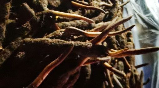 <a href=http://m.dongtai1982.com/xinxian/ target=_blank class=infotextkey>新<a href=http://m.dongtai1982.com/xinxian/ target=_blank class=infotextkey>鮮冬蟲夏草</a></a>的多種食用方法