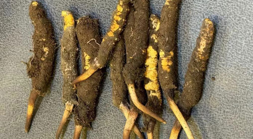 新鮮冬蟲夏草與枸杞的搭配：滋補養生的黃金組合