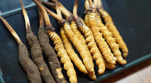 新鮮<a href=http://m.dongtai1982.com/jiage/ target=_blank class=infotextkey>冬蟲夏草價格</a>查詢