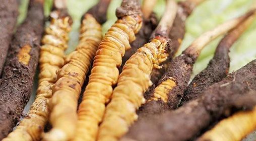 <a href=http://m.dongtai1982.com/xinxian/ target=_blank class=infotextkey>新<a href=http://m.dongtai1982.com/xinxian/ target=_blank class=infotextkey>鮮冬蟲夏草</a></a>怎么洗