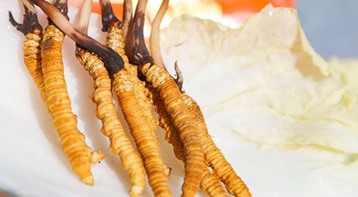 <a href=http://m.dongtai1982.com/xinxian/ target=_blank class=infotextkey>新<a href=http://m.dongtai1982.com/xinxian/ target=_blank class=infotextkey>鮮冬蟲夏草價格</a></a>  