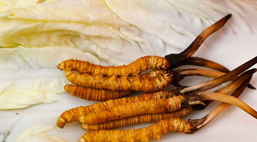 那曲雪域<a href=http://m.dongtai1982.com/xinxian/ target=_blank class=infotextkey>新<a href=http://m.dongtai1982.com/xinxian/ target=_blank class=infotextkey>鮮冬蟲(chóng)夏草</a></a>