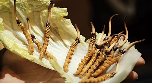 新鮮冬蟲夏草枸杞泡水