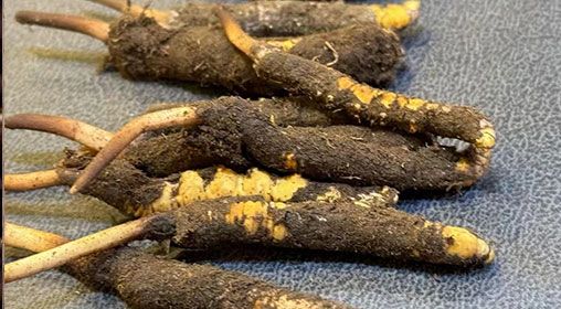 新鮮冬蟲夏草壞了:原因、識別與應對策略