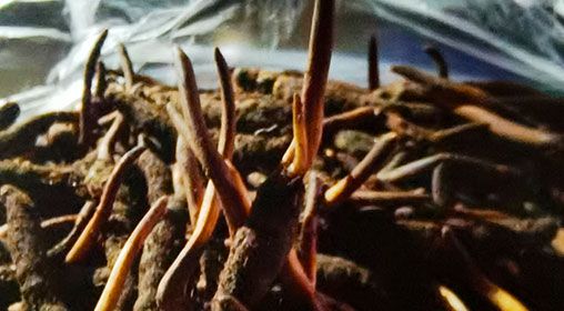 <a href=http://m.dongtai1982.com/xinxian/ target=_blank class=infotextkey>新<a href=http://m.dongtai1982.com/xinxian/ target=_blank class=infotextkey>鮮冬蟲夏草</a></a>排骨湯