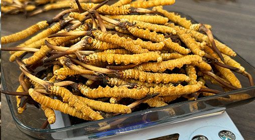 <a href=http://m.dongtai1982.com/s/brxcc target=_blank class=infotextkey>比如縣冬蟲夏草</a>新鮮度