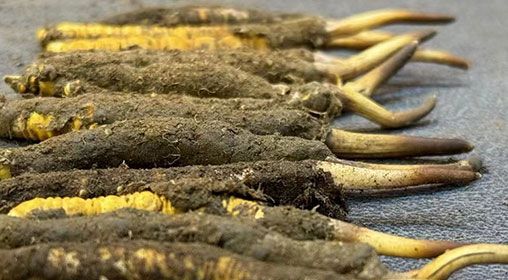 那曲<a href=http://m.dongtai1982.com/xinxian/ target=_blank class=infotextkey>新<a href=http://m.dongtai1982.com/xinxian/ target=_blank class=infotextkey>鮮冬蟲夏草</a></a>采摘