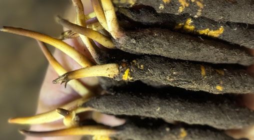 <a href=http://m.dongtai1982.com/xinxian/ target=_blank class=infotextkey>新<a href=http://m.dongtai1982.com/xinxian/ target=_blank class=infotextkey>鮮冬蟲夏草</a></a>晾曬