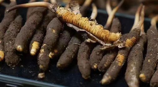 <a href=http://m.dongtai1982.com/xinxian/ target=_blank class=infotextkey>新<a href=http://m.dongtai1982.com/xinxian/ target=_blank class=infotextkey>鮮冬蟲夏草</a></a>發貨