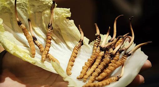 冷藏<a href=http://m.dongtai1982.com/xinxian/ target=_blank class=infotextkey>新<a href=http://m.dongtai1982.com/xinxian/ target=_blank class=infotextkey>鮮冬蟲夏草</a></a>   