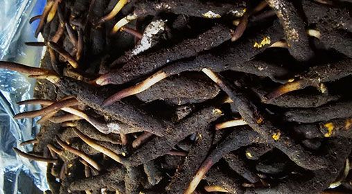 <a href=http://m.dongtai1982.com/xinxian/ target=_blank class=infotextkey>新<a href=http://m.dongtai1982.com/xinxian/ target=_blank class=infotextkey>鮮冬蟲夏草</a></a>產地