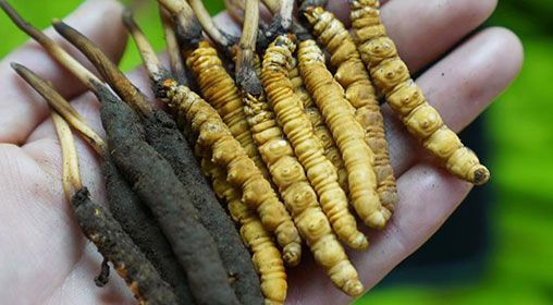 <a href=http://m.dongtai1982.com/xinxian/ target=_blank class=infotextkey>新<a href=http://m.dongtai1982.com/xinxian/ target=_blank class=infotextkey>鮮冬蟲夏草</a></a>服用