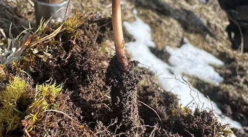 蟲草的營養價值:科學解讀"軟黃金"的神奇功效