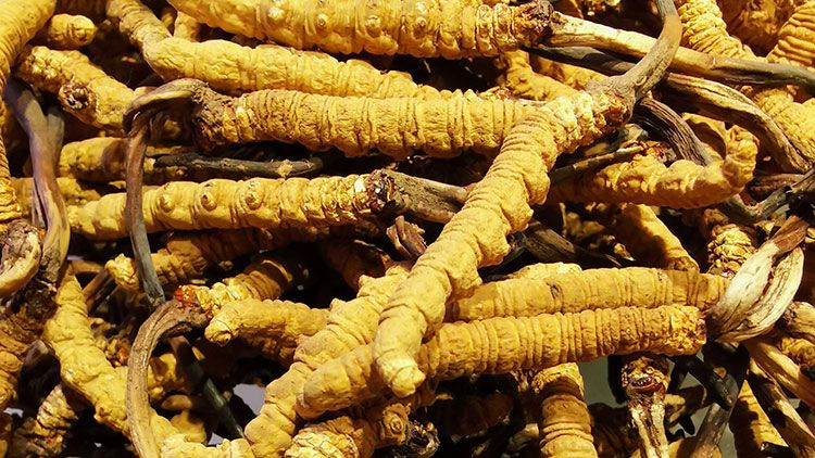 冬蟲夏草是什么味道?揭秘“軟黃金”的獨(dú)特風(fēng)味