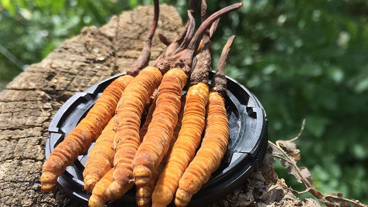 哪個牌子的冬蟲夏草好?2024年權威選購指南