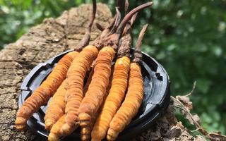 哪個牌子的冬蟲夏草好？2024年權威選購指南