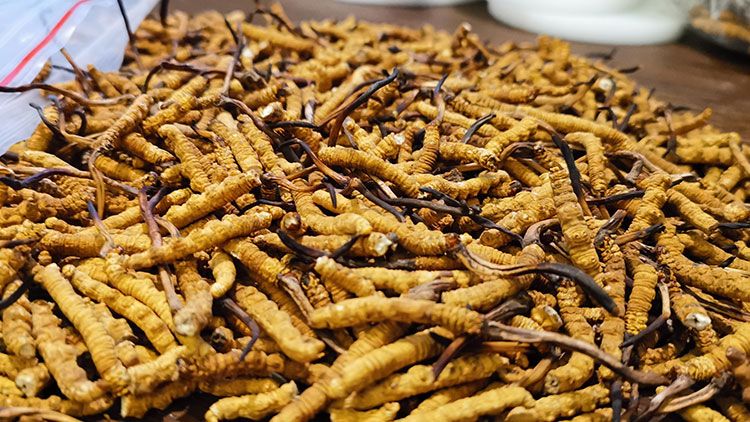 深圳<a href=http://m.dongtai1982.com/zhengce/ target=_blank class=infotextkey>冬蟲夏草交易</a>市場：南中國蟲草貿易的黃金樞紐