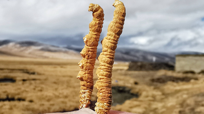 全球<a href=http://m.dongtai1982.com/ target=_blank class=infotextkey>冬蟲夏草</a>核心產地分布圖鑒(2024最新版)