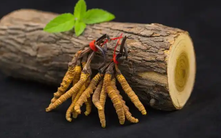 ?蟲(chóng)草花 vs 冬蟲(chóng)夏草：本質(zhì)區(qū)別全解析（2024最新版）?