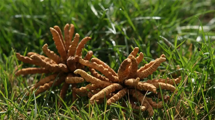 回收<a href=http://m.dongtai1982.com/jiage/ target=_blank class=infotextkey>冬蟲夏草多少錢</a>