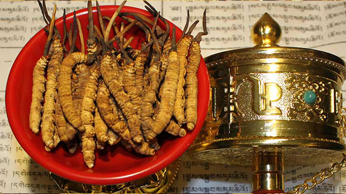 冬蟲夏草泡酒有什么功效