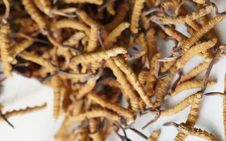 冬蟲夏草產地都有哪些