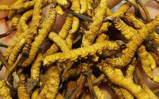 冬蟲(chóng)夏草對(duì)寶媽有好處嗎