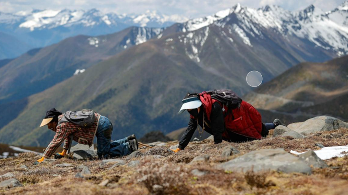 扎拉鄉(xiāng)：冬蟲夏草的黃金產(chǎn)地