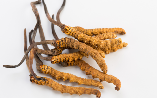 冬蟲夏草適用人群大盤點