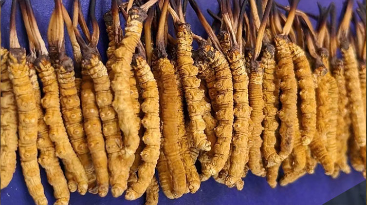 <a href=http://m.dongtai1982.com/jiage/ target=_blank class=infotextkey>冬蟲夏草價格</a>解析：一文讀懂 “軟黃金” 的價值密碼