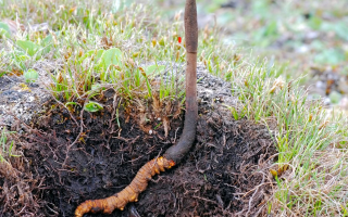 蟲(chóng)與草的共生密碼：冬蟲(chóng)夏草的雙重身份剖析