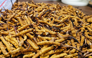 冬蟲夏草市場(chǎng)行情剖析