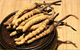 探秘西藏冬蟲夏草最大產地 —— 那曲