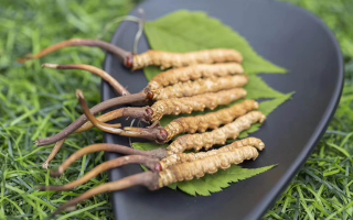 鮮冬蟲夏草價格揭秘：一根究竟值多少錢？