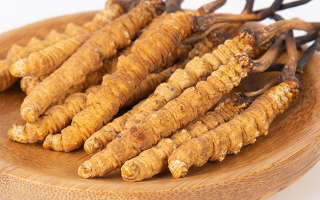 冬蟲夏草王價格探秘