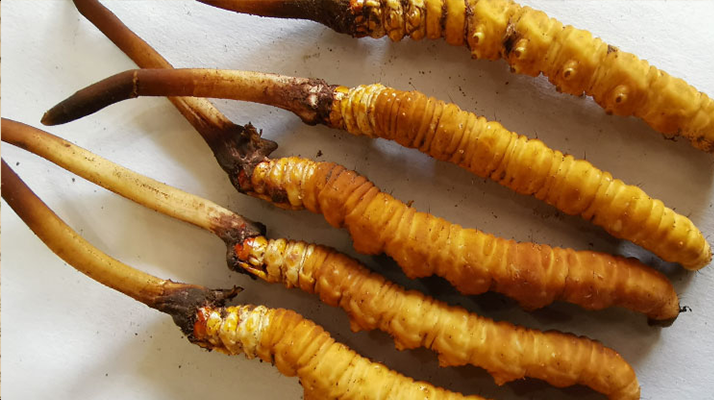 冬蟲夏草鮮草保質期全解析:科學儲存鎖住營養