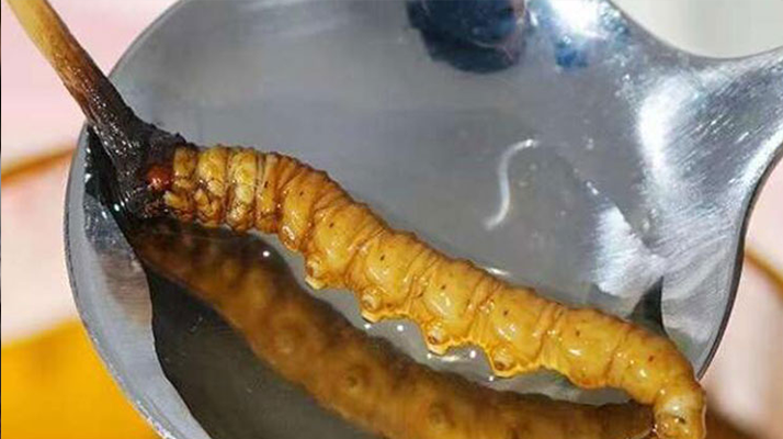 冬蟲夏草鮮草口感探秘:舌尖上的滋補風味?