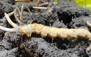 冬蟲夏草鮮草與干草的差異解析：不同形態，別樣價值
