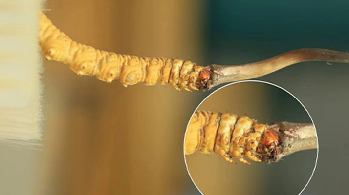 哪里能買到新鮮的冬蟲(chóng)夏草？這幾個(gè)渠道要知道