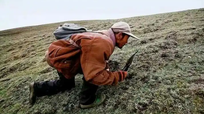 西藏冬蟲夏草最大產地:那曲,自然饋贈的珍寶之地