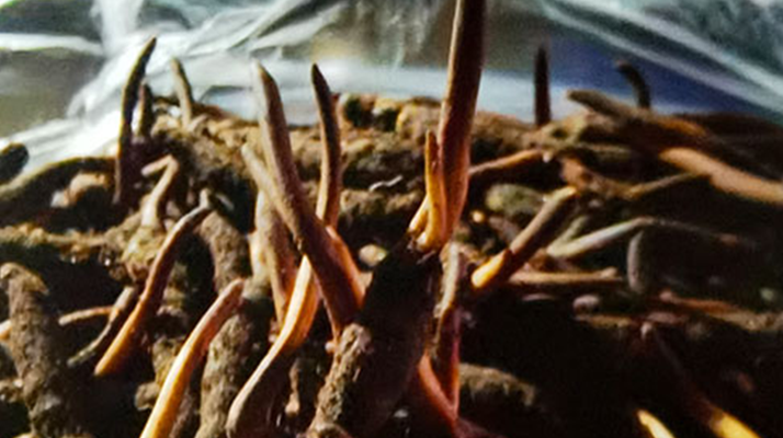 吃鮮的冬蟲夏草會上火嗎?一文說清