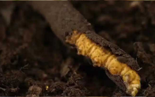 冬蟲夏草鮮草的多樣吃法指南