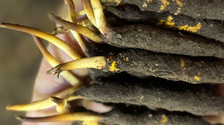 10 支裝<a href=http://m.dongtai1982.com/xinxian/ target=_blank class=infotextkey>鮮冬蟲夏草價格</a>分析