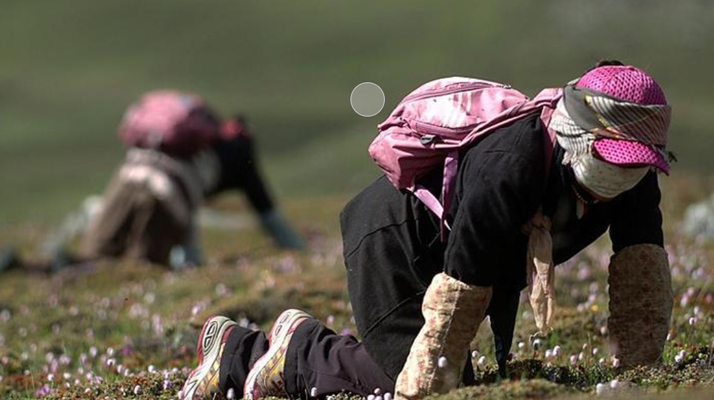 西藏<a href=http://m.dongtai1982.com/xinxian/ target=_blank class=infotextkey>新<a href=http://m.dongtai1982.com/xinxian/ target=_blank class=infotextkey>鮮冬蟲夏草</a></a>:雪域高原的神奇饋贈