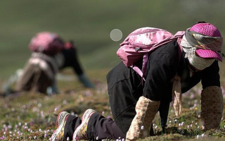 西藏新鮮冬蟲夏草：雪域高原的神奇饋贈